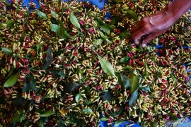 Dispertakan catat produksi cengkih di Madiun fluktuatif akibat OPT