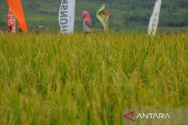 Dispangtan Purwakarta sebut wereng coklat sempat serang belasan hektare sawah