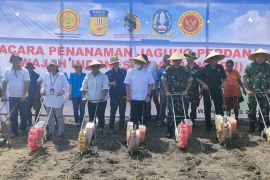 Papua muda inspiratif  tanam jagung dukung ketahanan pangan