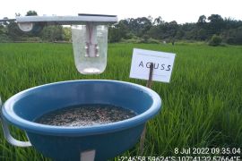 Sawah di Belitung gunakan lampu perangkap cahaya kendalikan serangan hama