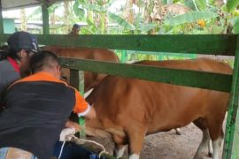 Dinas Pertanian Palangka Raya mulai vaksinasi PMK dosis kedua
