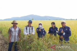 Kalsel lakukan gerakan pengendalian hama tungro