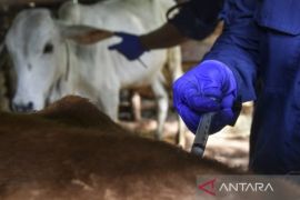 22 daerah di Jawa Barat tuntaskan vaksinasi PMK tahap pertama