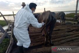 Distan beri vaksin kedua bagi kerbau rawa, cegah PMK