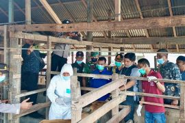 Cegah PMK, Pemkab Pidie suntik seribu ekor sapi