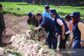 Pariwara - Padang Sidempuan siap jadi sentra komoditas bawang merah
