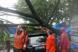 Saat cuaca buruk, warga Padang diminta waspadai pohon tumbang