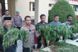 Polisi ungkap ladang ganja 10 hektare di Cianjur sudah pernah dipanen