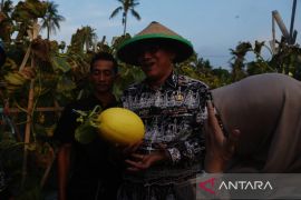Walikota Cilegon menghadiri panen raya buah melon golden