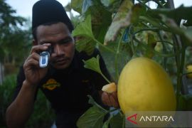 Poktan Pemuda Tani nikmati hasil panen melon golden