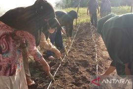 Mahasiswa KKN UNRI terapkan program ketahanan pangan