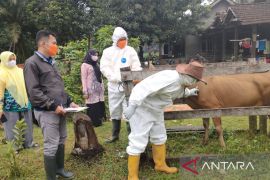 Kalsel vaksin 15 ribu ekor lebih hewan ternak untuk tangkal PMK