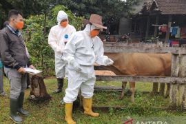 Indonesia dibantu FAO dan Australia tangani PMK