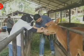Jambi percepat vaksinasi hewan ternak di 8 daerah
