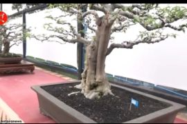 Pameran Bonsai di Kota Bogor