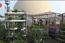 Menyulap atap masjid jadi lahan bercocok tanam