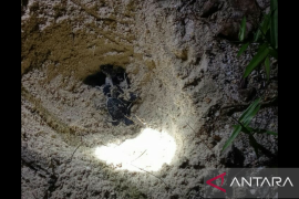 Ratusan telur penyu yang ditetaskan di BIO PT Timah berhasil menetas