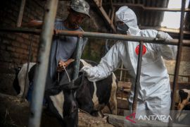 Vaksinasi PMK tahap dua di Bandung