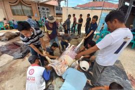 Kasus Sapi Kurban belum terungkap, Kemenag Bukittinggi imbau waspadai Calo