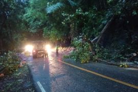 Sempat terjadi kemacetan akibat pohon tumbang, lalu lintas di Geurute kembali normal