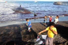Seekor Paus seberat 20 ton terdampar di pantai Warudoyong, Banyuwangi belum berhasil dievakuasi Page 3 Small