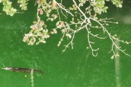 BKSDA Maluku tidak mungkin relokasi buaya dari Danau Tolire Ternate