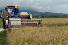 Tiga subsektor pengaruhi peningkatan NTP Provinsi Maluku pada Juli