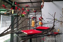 BRIN dukung pengembangbiakan burung paruh bengkok di Cibinong