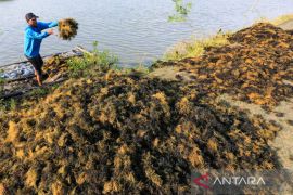 Ekspor rumput laut Indonesia
