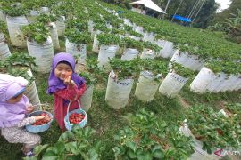 Ada wisata petik stroberi di lereng Singgalang
