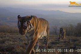 Garis keturunan harimau punah teridentifikasi di China timur laut