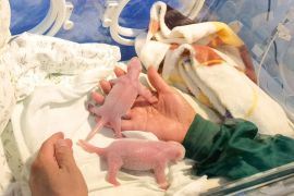 Panda raksasa di Chongqing lahirkan bayi kembar