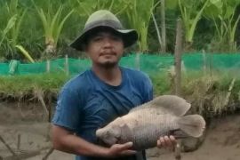 Persediaan bibit ikan gurami kosong di Agam