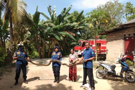 Petugas Damkar Bintan tangkap ular piton sepanjang 4 meter