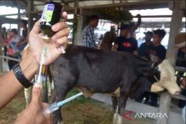 Sebanyak 44.414 ternak warga sembuh dari PMK