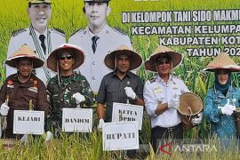 Ketua DPRD hadiri panen padi sawah di Kelumpang Selatan