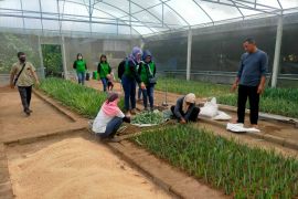 Kediri kembangkan benih nanas PK-1