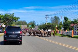 Tertibkan ternak, ini Qanun yang diterapkan Satpol PP Aceh Jaya