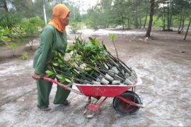 Hkm Seberang Bersatu berharap program PEN mangrove kembali berjalan
