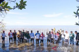 CDK Bosowasi tanam 38 ribu mangrove di Kabupaten Bone