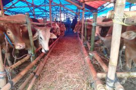 Pemkab Karawang ingatkan peternak siapkan cadangan pakan hadapi musim kemarau