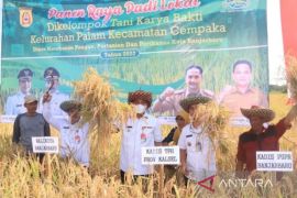Sejumlah pertanian padi di Kalsel panen raya di tengah serangan tungro