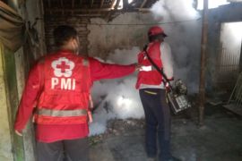 PMI Jember fogging permukiman dan sekolah cegah meluasnya DBD