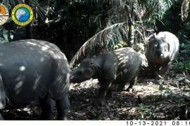 Melacak jejak mungil badak jawa, sesulit mencegah kepunahan