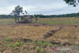 Kemarau landa Simeulue, petani kesulitan garap lahan