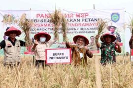 Indramayu raih penghargaan peringkat pertama dari Kementerian Pertanian