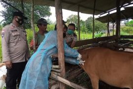 Natuna bebas penyakit mulut dan kuku