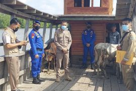 Lima sapi dari Siak ditolak masuk ke Kepulauan Meranti