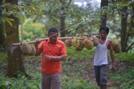 Produksi Durian Meningkat Di Padangpariaman