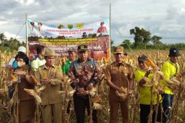 Pemkab Bartim gencarkan penanaman jagung
